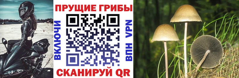 закладки  Лермонтов  Псилоцибиновые грибы Psilocybine cubensis 